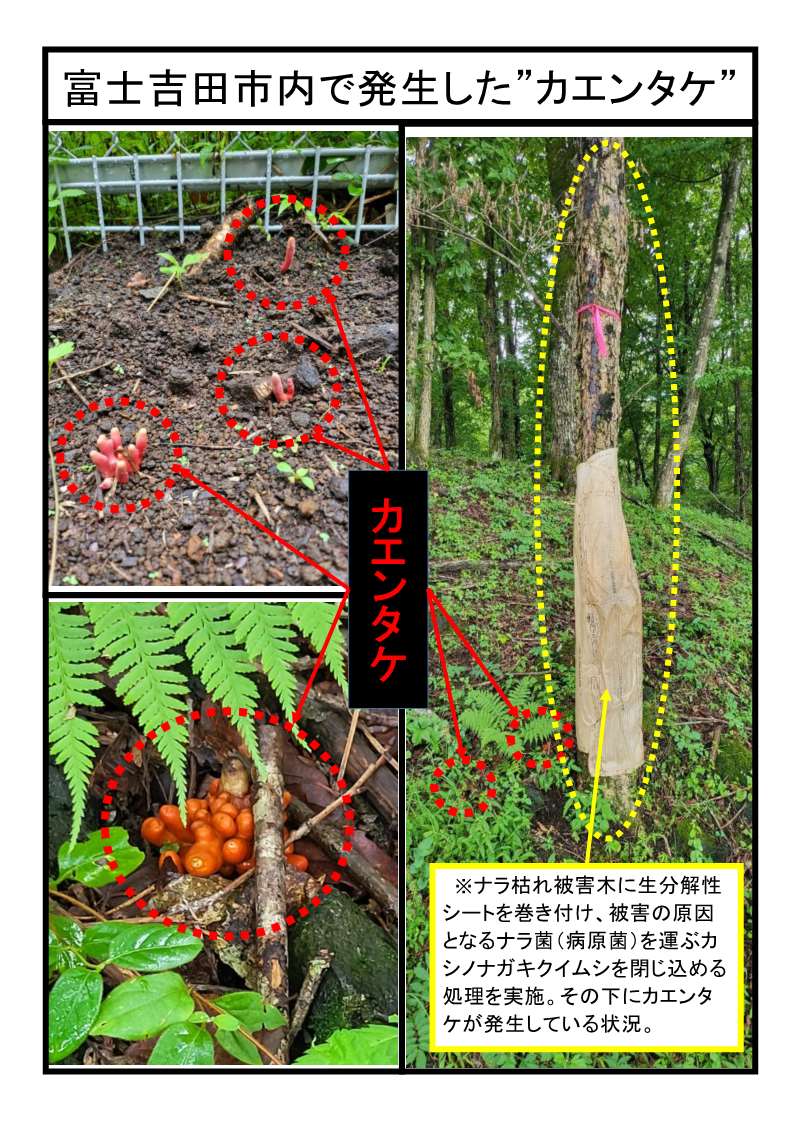 富士吉田市で発生したカエンタケの画像
