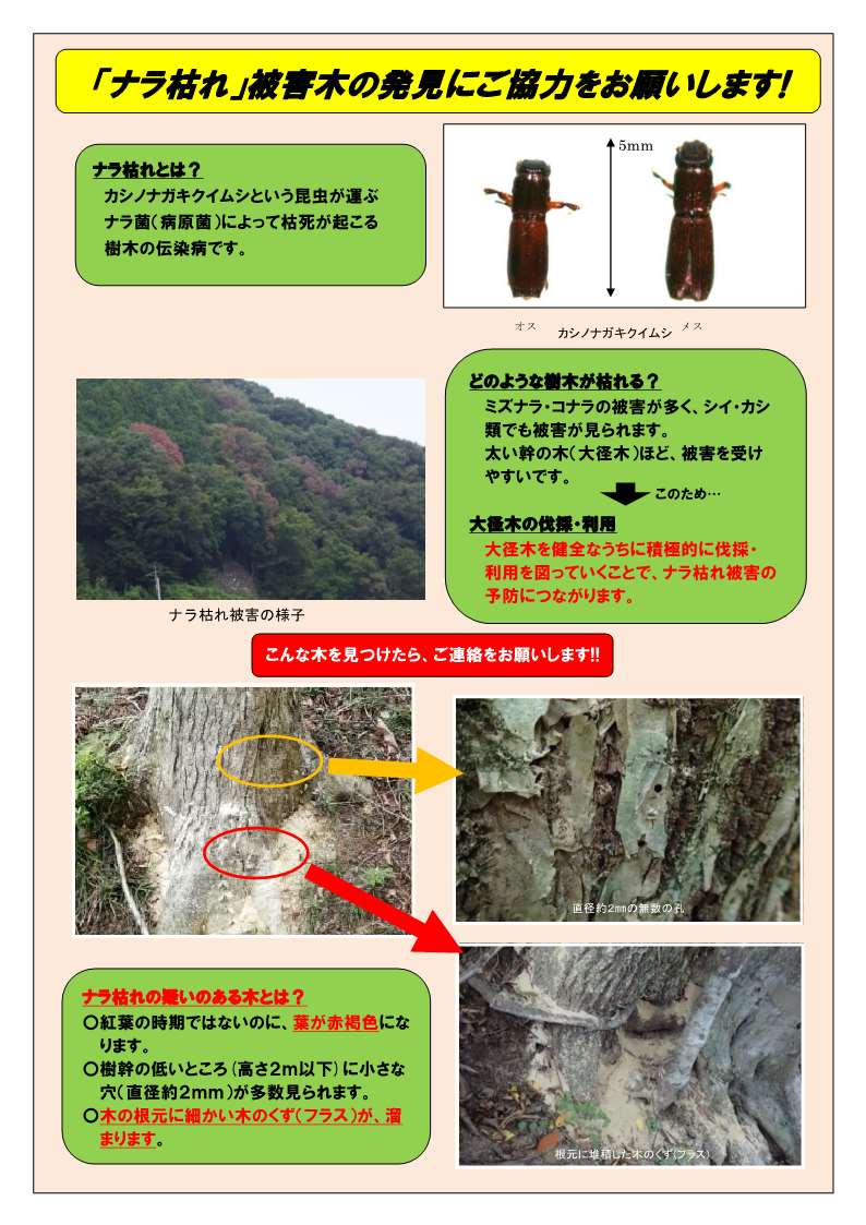 山梨県のナラ枯れパンフレットの画像1