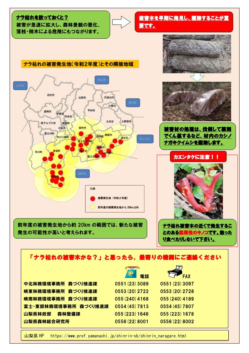 山梨県のナラ枯れパンフレットの画像2