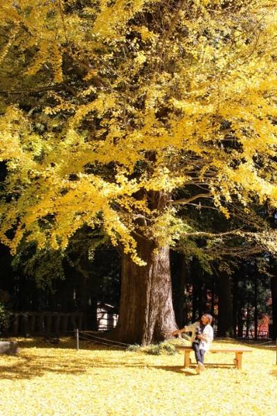 紅葉が見頃な名所を撮影：北口本宮冨士浅間神社の画像