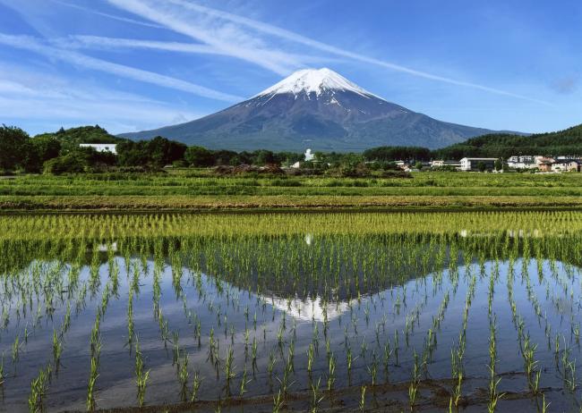 田植えと逆さ富士