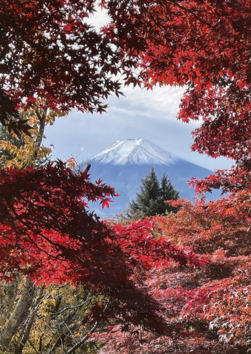 紅葉と富士