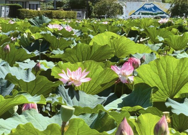 明見湖の富士山