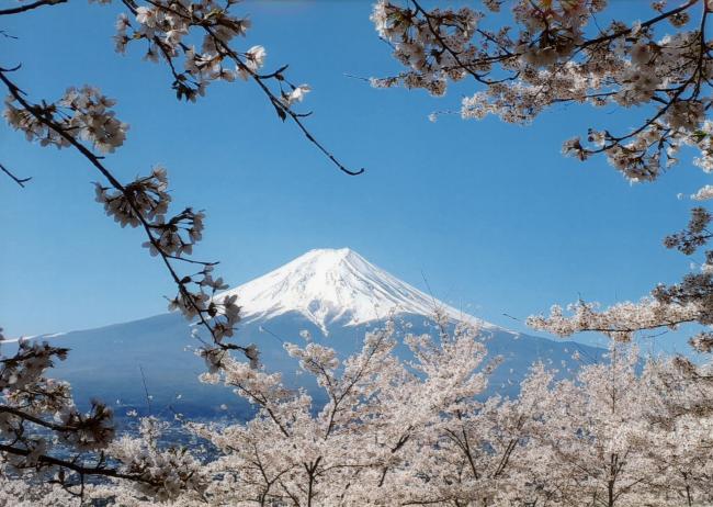 青空と富士桜
