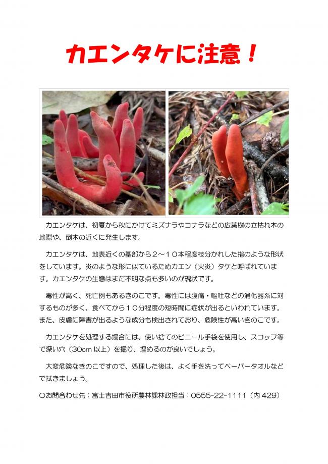 カエンタケに注意